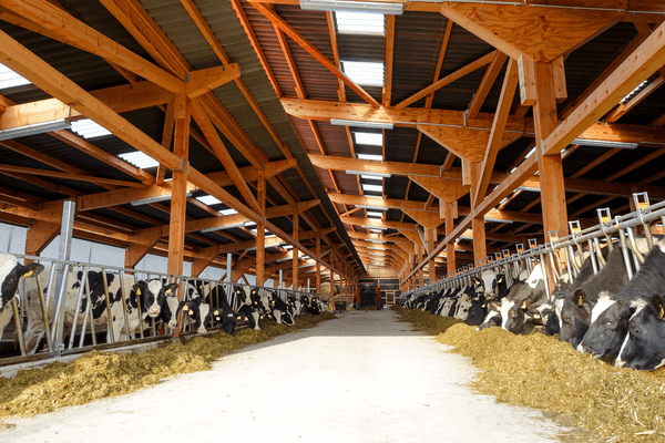 JOSERA cattle standing and eating in the stable