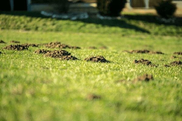 JOSILAC meadow with mole hills