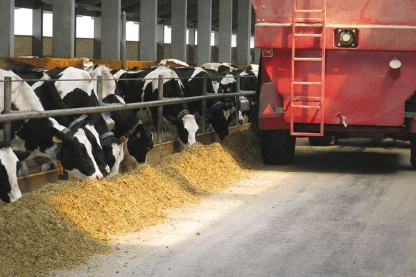 JOSERA Cattle in the barn during feeding, view of a mixer wagon