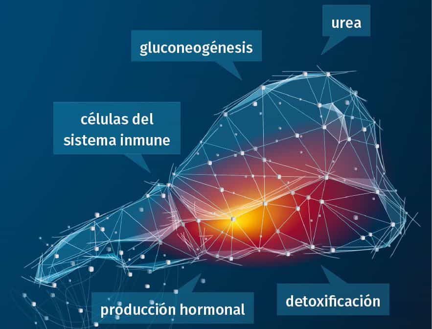 JOSERA DairySafe – suplemento pre y post parto para prevenir y corregir problemas hepáticos y cetosis en vacas lecheras